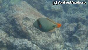 [P14] minunata lume subacvatică » foto by robert
 - 
<span class="allrVoted glyphicon glyphicon-heart hidden" id="av673010"></span>
<a class="m-l-10 hidden" id="sv673010" onclick="voting_Foto_DelVot(,673010,15789)" role="button">șterge vot <span class="glyphicon glyphicon-remove"></span></a>
<a id="v9673010" class=" c-red"  onclick="voting_Foto_SetVot(673010)" role="button"><span class="glyphicon glyphicon-heart-empty"></span> <b>LIKE</b> = Votează poza</a> <img class="hidden"  id="f673010W9" src="/imagini/loader.gif" border="0" /><span class="AjErrMes hidden" id="e673010ErM"></span>