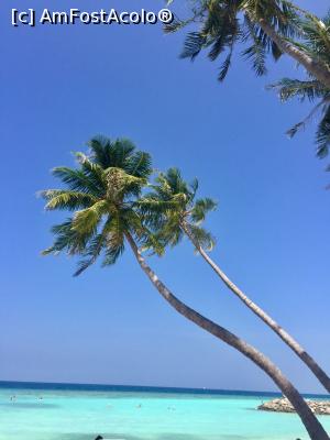 [P30] Stingray beach, Maafushi » foto by caesar_ave
 - 
<span class="allrVoted glyphicon glyphicon-heart hidden" id="av830230"></span>
<a class="m-l-10 hidden" id="sv830230" onclick="voting_Foto_DelVot(,830230,15789)" role="button">șterge vot <span class="glyphicon glyphicon-remove"></span></a>
<a id="v9830230" class=" c-red"  onclick="voting_Foto_SetVot(830230)" role="button"><span class="glyphicon glyphicon-heart-empty"></span> <b>LIKE</b> = Votează poza</a> <img class="hidden"  id="f830230W9" src="/imagini/loader.gif" border="0" /><span class="AjErrMes hidden" id="e830230ErM"></span>