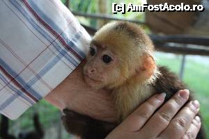 [P03] un bebelas de maimutica - daca se agata de tine nu-l mai poti da jos » foto by Pami*
 - 
<span class="allrVoted glyphicon glyphicon-heart hidden" id="av487403"></span>
<a class="m-l-10 hidden" id="sv487403" onclick="voting_Foto_DelVot(,487403,15814)" role="button">șterge vot <span class="glyphicon glyphicon-remove"></span></a>
<a id="v9487403" class=" c-red"  onclick="voting_Foto_SetVot(487403)" role="button"><span class="glyphicon glyphicon-heart-empty"></span> <b>LIKE</b> = Votează poza</a> <img class="hidden"  id="f487403W9" src="/imagini/loader.gif" border="0" /><span class="AjErrMes hidden" id="e487403ErM"></span>