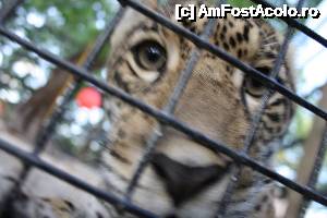 [P05] era si un bebelas de jaguar acolo - jaguarii mai traiesc si acum in jungla deasa a americii centrale » foto by Pami*
 - 
<span class="allrVoted glyphicon glyphicon-heart hidden" id="av487405"></span>
<a class="m-l-10 hidden" id="sv487405" onclick="voting_Foto_DelVot(,487405,15814)" role="button">șterge vot <span class="glyphicon glyphicon-remove"></span></a>
<a id="v9487405" class=" c-red"  onclick="voting_Foto_SetVot(487405)" role="button"><span class="glyphicon glyphicon-heart-empty"></span> <b>LIKE</b> = Votează poza</a> <img class="hidden"  id="f487405W9" src="/imagini/loader.gif" border="0" /><span class="AjErrMes hidden" id="e487405ErM"></span>
