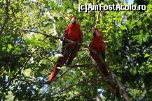 [P23] e pentru prima oara in viata mea cand vad astfel de pasari in afara unei gradini zoologice » foto by Pami*
 - 
<span class="allrVoted glyphicon glyphicon-heart hidden" id="av487739"></span>
<a class="m-l-10 hidden" id="sv487739" onclick="voting_Foto_DelVot(,487739,15815)" role="button">șterge vot <span class="glyphicon glyphicon-remove"></span></a>
<a id="v9487739" class=" c-red"  onclick="voting_Foto_SetVot(487739)" role="button"><span class="glyphicon glyphicon-heart-empty"></span> <b>LIKE</b> = Votează poza</a> <img class="hidden"  id="f487739W9" src="/imagini/loader.gif" border="0" /><span class="AjErrMes hidden" id="e487739ErM"></span>