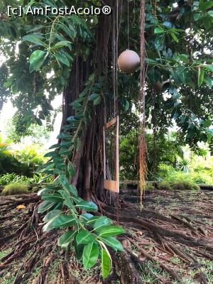 [P07] Pom floare Ficus » foto by scufita22
 - 
<span class="allrVoted glyphicon glyphicon-heart hidden" id="av1145665"></span>
<a class="m-l-10 hidden" id="sv1145665" onclick="voting_Foto_DelVot(,1145665,15822)" role="button">șterge vot <span class="glyphicon glyphicon-remove"></span></a>
<a id="v91145665" class=" c-red"  onclick="voting_Foto_SetVot(1145665)" role="button"><span class="glyphicon glyphicon-heart-empty"></span> <b>LIKE</b> = Votează poza</a> <img class="hidden"  id="f1145665W9" src="/imagini/loader.gif" border="0" /><span class="AjErrMes hidden" id="e1145665ErM"></span>