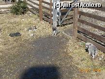[P17] Întâlnirea AFA 2014 - Cei patru căţeluşi păzind intrarea în curte.  » foto by iulianic
 - 
<span class="allrVoted glyphicon glyphicon-heart hidden" id="av499755"></span>
<a class="m-l-10 hidden" id="sv499755" onclick="voting_Foto_DelVot(,499755,15933)" role="button">șterge vot <span class="glyphicon glyphicon-remove"></span></a>
<a id="v9499755" class=" c-red"  onclick="voting_Foto_SetVot(499755)" role="button"><span class="glyphicon glyphicon-heart-empty"></span> <b>LIKE</b> = Votează poza</a> <img class="hidden"  id="f499755W9" src="/imagini/loader.gif" border="0" /><span class="AjErrMes hidden" id="e499755ErM"></span>