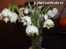 [P01] Va doresc o primavara frumoasa!  » foto by balasa violeta
 - 
<span class="allrVoted glyphicon glyphicon-heart hidden" id="av499085"></span>
<a class="m-l-10 hidden" id="sv499085" onclick="voting_Foto_DelVot(,499085,15933)" role="button">șterge vot <span class="glyphicon glyphicon-remove"></span></a>
<a id="v9499085" class=" c-red"  onclick="voting_Foto_SetVot(499085)" role="button"><span class="glyphicon glyphicon-heart-empty"></span> <b>LIKE</b> = Votează poza</a> <img class="hidden"  id="f499085W9" src="/imagini/loader.gif" border="0" /><span class="AjErrMes hidden" id="e499085ErM"></span>