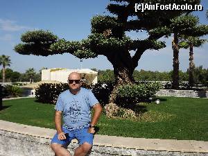 [P27] Un bonsai urias ...parerea mea. » foto by zuzi_gina*
 - 
<span class="allrVoted glyphicon glyphicon-heart hidden" id="av683050"></span>
<a class="m-l-10 hidden" id="sv683050" onclick="voting_Foto_DelVot(,683050,15938)" role="button">șterge vot <span class="glyphicon glyphicon-remove"></span></a>
<a id="v9683050" class=" c-red"  onclick="voting_Foto_SetVot(683050)" role="button"><span class="glyphicon glyphicon-heart-empty"></span> <b>LIKE</b> = Votează poza</a> <img class="hidden"  id="f683050W9" src="/imagini/loader.gif" border="0" /><span class="AjErrMes hidden" id="e683050ErM"></span>