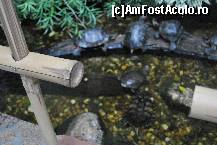 [P14] Broscuțe țestoase în curtea interioară » foto by Gabise
 - 
<span class="allrVoted glyphicon glyphicon-heart hidden" id="av495554"></span>
<a class="m-l-10 hidden" id="sv495554" onclick="voting_Foto_DelVot(,495554,16088)" role="button">șterge vot <span class="glyphicon glyphicon-remove"></span></a>
<a id="v9495554" class=" c-red"  onclick="voting_Foto_SetVot(495554)" role="button"><span class="glyphicon glyphicon-heart-empty"></span> <b>LIKE</b> = Votează poza</a> <img class="hidden"  id="f495554W9" src="/imagini/loader.gif" border="0" /><span class="AjErrMes hidden" id="e495554ErM"></span>