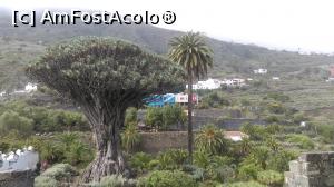 [P01] Drago Milenario in Tenerife.  » foto by Butz
 - 
<span class="allrVoted glyphicon glyphicon-heart hidden" id="av1062212"></span>
<a class="m-l-10 hidden" id="sv1062212" onclick="voting_Foto_DelVot(,1062212,16133)" role="button">șterge vot <span class="glyphicon glyphicon-remove"></span></a>
<a id="v91062212" class=" c-red"  onclick="voting_Foto_SetVot(1062212)" role="button"><span class="glyphicon glyphicon-heart-empty"></span> <b>LIKE</b> = Votează poza</a> <img class="hidden"  id="f1062212W9" src="/imagini/loader.gif" border="0" /><span class="AjErrMes hidden" id="e1062212ErM"></span>