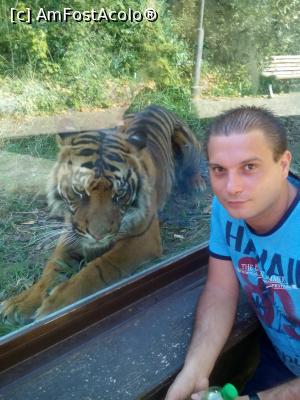 [P10] la Bioparco (zoo)  » foto by gcristian
 - 
<span class="allrVoted glyphicon glyphicon-heart hidden" id="av786425"></span>
<a class="m-l-10 hidden" id="sv786425" onclick="voting_Foto_DelVot(,786425,16158)" role="button">șterge vot <span class="glyphicon glyphicon-remove"></span></a>
<a id="v9786425" class=" c-red"  onclick="voting_Foto_SetVot(786425)" role="button"><span class="glyphicon glyphicon-heart-empty"></span> <b>LIKE</b> = Votează poza</a> <img class="hidden"  id="f786425W9" src="/imagini/loader.gif" border="0" /><span class="AjErrMes hidden" id="e786425ErM"></span>