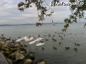 [P02] Balatonlelle pe faleza » foto by Nicu
 - 
<span class="allrVoted glyphicon glyphicon-heart hidden" id="av501101"></span>
<a class="m-l-10 hidden" id="sv501101" onclick="voting_Foto_DelVot(,501101,16221)" role="button">șterge vot <span class="glyphicon glyphicon-remove"></span></a>
<a id="v9501101" class=" c-red"  onclick="voting_Foto_SetVot(501101)" role="button"><span class="glyphicon glyphicon-heart-empty"></span> <b>LIKE</b> = Votează poza</a> <img class="hidden"  id="f501101W9" src="/imagini/loader.gif" border="0" /><span class="AjErrMes hidden" id="e501101ErM"></span>