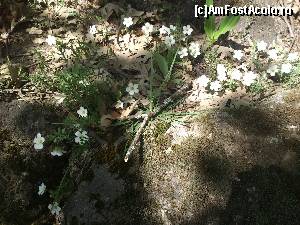 [P16] Cel mic se opreste sa faca poze la floricele si la gaze.  » foto by alinaro
 - 
<span class="allrVoted glyphicon glyphicon-heart hidden" id="av504654"></span>
<a class="m-l-10 hidden" id="sv504654" onclick="voting_Foto_DelVot(,504654,16294)" role="button">șterge vot <span class="glyphicon glyphicon-remove"></span></a>
<a id="v9504654" class=" c-red"  onclick="voting_Foto_SetVot(504654)" role="button"><span class="glyphicon glyphicon-heart-empty"></span> <b>LIKE</b> = Votează poza</a> <img class="hidden"  id="f504654W9" src="/imagini/loader.gif" border="0" /><span class="AjErrMes hidden" id="e504654ErM"></span>