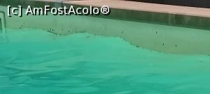 [P06] Piscina foarte murdara » foto by Ionut1900
 - 
<span class="allrVoted glyphicon glyphicon-heart hidden" id="av1241225"></span>
<a class="m-l-10 hidden" id="sv1241225" onclick="voting_Foto_DelVot(,1241225,16334)" role="button">șterge vot <span class="glyphicon glyphicon-remove"></span></a>
<a id="v91241225" class=" c-red"  onclick="voting_Foto_SetVot(1241225)" role="button"><span class="glyphicon glyphicon-heart-empty"></span> <b>LIKE</b> = Votează poza</a> <img class="hidden"  id="f1241225W9" src="/imagini/loader.gif" border="0" /><span class="AjErrMes hidden" id="e1241225ErM"></span>