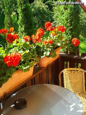 [P09] balconul plin cu flori » foto by ildike79
 - 
<span class="allrVoted glyphicon glyphicon-heart hidden" id="av512935"></span>
<a class="m-l-10 hidden" id="sv512935" onclick="voting_Foto_DelVot(,512935,16464)" role="button">șterge vot <span class="glyphicon glyphicon-remove"></span></a>
<a id="v9512935" class=" c-red"  onclick="voting_Foto_SetVot(512935)" role="button"><span class="glyphicon glyphicon-heart-empty"></span> <b>LIKE</b> = Votează poza</a> <img class="hidden"  id="f512935W9" src="/imagini/loader.gif" border="0" /><span class="AjErrMes hidden" id="e512935ErM"></span>
