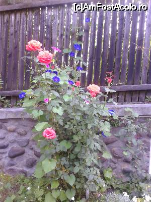 [P35] O minunată îmbrățișare de roze și zorele, la intrare, în dreapta porții.  » foto by izabiza
 - 
<span class="allrVoted glyphicon glyphicon-heart hidden" id="av676678"></span>
<a class="m-l-10 hidden" id="sv676678" onclick="voting_Foto_DelVot(,676678,16464)" role="button">șterge vot <span class="glyphicon glyphicon-remove"></span></a>
<a id="v9676678" class=" c-red"  onclick="voting_Foto_SetVot(676678)" role="button"><span class="glyphicon glyphicon-heart-empty"></span> <b>LIKE</b> = Votează poza</a> <img class="hidden"  id="f676678W9" src="/imagini/loader.gif" border="0" /><span class="AjErrMes hidden" id="e676678ErM"></span>