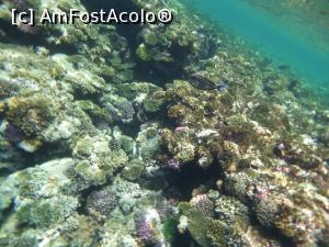 [P34] Rixos Sharm - O alegere excelentă - snorkeling la capătul pontonului » foto by nicole33
 - 
<span class="allrVoted glyphicon glyphicon-heart hidden" id="av1235461"></span>
<a class="m-l-10 hidden" id="sv1235461" onclick="voting_Foto_DelVot(,1235461,16490)" role="button">șterge vot <span class="glyphicon glyphicon-remove"></span></a>
<a id="v91235461" class=" c-red"  onclick="voting_Foto_SetVot(1235461)" role="button"><span class="glyphicon glyphicon-heart-empty"></span> <b>LIKE</b> = Votează poza</a> <img class="hidden"  id="f1235461W9" src="/imagini/loader.gif" border="0" /><span class="AjErrMes hidden" id="e1235461ErM"></span>