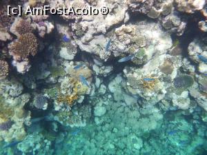 [P36] Rixos Sharm - O alegere excelentă - snorkeling la capătul pontonului » foto by nicole33
 - 
<span class="allrVoted glyphicon glyphicon-heart hidden" id="av1235463"></span>
<a class="m-l-10 hidden" id="sv1235463" onclick="voting_Foto_DelVot(,1235463,16490)" role="button">șterge vot <span class="glyphicon glyphicon-remove"></span></a>
<a id="v91235463" class=" c-red"  onclick="voting_Foto_SetVot(1235463)" role="button"><span class="glyphicon glyphicon-heart-empty"></span> <b>LIKE</b> = Votează poza</a> <img class="hidden"  id="f1235463W9" src="/imagini/loader.gif" border="0" /><span class="AjErrMes hidden" id="e1235463ErM"></span>