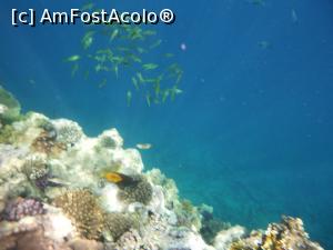 [P37] Rixos Sharm - O alegere excelentă - snorkeling la capătul pontonului » foto by nicole33
 - 
<span class="allrVoted glyphicon glyphicon-heart hidden" id="av1235464"></span>
<a class="m-l-10 hidden" id="sv1235464" onclick="voting_Foto_DelVot(,1235464,16490)" role="button">șterge vot <span class="glyphicon glyphicon-remove"></span></a>
<a id="v91235464" class=" c-red"  onclick="voting_Foto_SetVot(1235464)" role="button"><span class="glyphicon glyphicon-heart-empty"></span> <b>LIKE</b> = Votează poza</a> <img class="hidden"  id="f1235464W9" src="/imagini/loader.gif" border="0" /><span class="AjErrMes hidden" id="e1235464ErM"></span>
