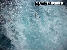 [P27] Pescarusii prietenosi care ne insoteau la drumul de intoarcare » foto by georgiana
 - 
<span class="allrVoted glyphicon glyphicon-heart hidden" id="av45849"></span>
<a class="m-l-10 hidden" id="sv45849" onclick="voting_Foto_DelVot(,45849,16494)" role="button">șterge vot <span class="glyphicon glyphicon-remove"></span></a>
<a id="v945849" class=" c-red"  onclick="voting_Foto_SetVot(45849)" role="button"><span class="glyphicon glyphicon-heart-empty"></span> <b>LIKE</b> = Votează poza</a> <img class="hidden"  id="f45849W9" src="/imagini/loader.gif" border="0" /><span class="AjErrMes hidden" id="e45849ErM"></span>