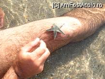 [P03] Stea de mare adusa de pe fundul marii » foto by laurentiucapac
 - 
<span class="allrVoted glyphicon glyphicon-heart hidden" id="av9995"></span>
<a class="m-l-10 hidden" id="sv9995" onclick="voting_Foto_DelVot(,9995,16494)" role="button">șterge vot <span class="glyphicon glyphicon-remove"></span></a>
<a id="v99995" class=" c-red"  onclick="voting_Foto_SetVot(9995)" role="button"><span class="glyphicon glyphicon-heart-empty"></span> <b>LIKE</b> = Votează poza</a> <img class="hidden"  id="f9995W9" src="/imagini/loader.gif" border="0" /><span class="AjErrMes hidden" id="e9995ErM"></span>