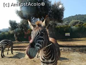 [P03] zoosafari » foto by corina1978
 - 
<span class="allrVoted glyphicon glyphicon-heart hidden" id="av1065620"></span>
<a class="m-l-10 hidden" id="sv1065620" onclick="voting_Foto_DelVot(,1065620,16616)" role="button">șterge vot <span class="glyphicon glyphicon-remove"></span></a>
<a id="v91065620" class=" c-red"  onclick="voting_Foto_SetVot(1065620)" role="button"><span class="glyphicon glyphicon-heart-empty"></span> <b>LIKE</b> = Votează poza</a> <img class="hidden"  id="f1065620W9" src="/imagini/loader.gif" border="0" /><span class="AjErrMes hidden" id="e1065620ErM"></span>