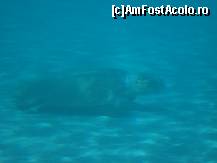 [P31] Unica testoasa vazuta , dar mare rau » foto by ionescunic
 - 
<span class="allrVoted glyphicon glyphicon-heart hidden" id="av97878"></span>
<a class="m-l-10 hidden" id="sv97878" onclick="voting_Foto_DelVot(,97878,16617)" role="button">șterge vot <span class="glyphicon glyphicon-remove"></span></a>
<a id="v997878" class=" c-red"  onclick="voting_Foto_SetVot(97878)" role="button"><span class="glyphicon glyphicon-heart-empty"></span> <b>LIKE</b> = Votează poza</a> <img class="hidden"  id="f97878W9" src="/imagini/loader.gif" border="0" /><span class="AjErrMes hidden" id="e97878ErM"></span>
