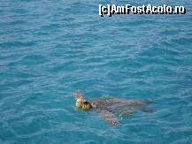[P32] Heloo , sunt eu caretta » foto by ionescunic
 - 
<span class="allrVoted glyphicon glyphicon-heart hidden" id="av97880"></span>
<a class="m-l-10 hidden" id="sv97880" onclick="voting_Foto_DelVot(,97880,16617)" role="button">șterge vot <span class="glyphicon glyphicon-remove"></span></a>
<a id="v997880" class=" c-red"  onclick="voting_Foto_SetVot(97880)" role="button"><span class="glyphicon glyphicon-heart-empty"></span> <b>LIKE</b> = Votează poza</a> <img class="hidden"  id="f97880W9" src="/imagini/loader.gif" border="0" /><span class="AjErrMes hidden" id="e97880ErM"></span>