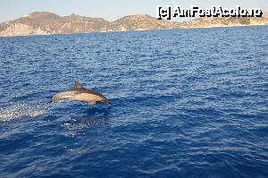 [P17] Un delfin ce inota pe langa vaporul nostru » foto by Muffin2009*
 - 
<span class="allrVoted glyphicon glyphicon-heart hidden" id="av412237"></span>
<a class="m-l-10 hidden" id="sv412237" onclick="voting_Foto_DelVot(,412237,16617)" role="button">șterge vot <span class="glyphicon glyphicon-remove"></span></a>
<a id="v9412237" class=" c-red"  onclick="voting_Foto_SetVot(412237)" role="button"><span class="glyphicon glyphicon-heart-empty"></span> <b>LIKE</b> = Votează poza</a> <img class="hidden"  id="f412237W9" src="/imagini/loader.gif" border="0" /><span class="AjErrMes hidden" id="e412237ErM"></span>