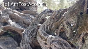 [P35] Vechiul măslin din Zakynthos » foto by vlado2
 - 
<span class="allrVoted glyphicon glyphicon-heart hidden" id="av1521801"></span>
<a class="m-l-10 hidden" id="sv1521801" onclick="voting_Foto_DelVot(,1521801,16617)" role="button">șterge vot <span class="glyphicon glyphicon-remove"></span></a>
<a id="v91521801" class=" c-red"  onclick="voting_Foto_SetVot(1521801)" role="button"><span class="glyphicon glyphicon-heart-empty"></span> <b>LIKE</b> = Votează poza</a> <img class="hidden"  id="f1521801W9" src="/imagini/loader.gif" border="0" /><span class="AjErrMes hidden" id="e1521801ErM"></span>