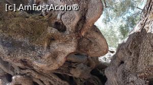 [P36] Vechiul măslin din Zakynthos » foto by vlado2
 - 
<span class="allrVoted glyphicon glyphicon-heart hidden" id="av1521802"></span>
<a class="m-l-10 hidden" id="sv1521802" onclick="voting_Foto_DelVot(,1521802,16617)" role="button">șterge vot <span class="glyphicon glyphicon-remove"></span></a>
<a id="v91521802" class=" c-red"  onclick="voting_Foto_SetVot(1521802)" role="button"><span class="glyphicon glyphicon-heart-empty"></span> <b>LIKE</b> = Votează poza</a> <img class="hidden"  id="f1521802W9" src="/imagini/loader.gif" border="0" /><span class="AjErrMes hidden" id="e1521802ErM"></span>