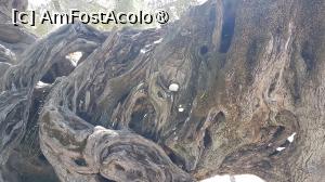 [P38] Vechiul măslin din Zakynthos » foto by vlado2
 - 
<span class="allrVoted glyphicon glyphicon-heart hidden" id="av1521804"></span>
<a class="m-l-10 hidden" id="sv1521804" onclick="voting_Foto_DelVot(,1521804,16617)" role="button">șterge vot <span class="glyphicon glyphicon-remove"></span></a>
<a id="v91521804" class=" c-red"  onclick="voting_Foto_SetVot(1521804)" role="button"><span class="glyphicon glyphicon-heart-empty"></span> <b>LIKE</b> = Votează poza</a> <img class="hidden"  id="f1521804W9" src="/imagini/loader.gif" border="0" /><span class="AjErrMes hidden" id="e1521804ErM"></span>