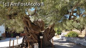 [P40] Vechiul măslin din Zakynthos » foto by vlado2
 - 
<span class="allrVoted glyphicon glyphicon-heart hidden" id="av1521806"></span>
<a class="m-l-10 hidden" id="sv1521806" onclick="voting_Foto_DelVot(,1521806,16617)" role="button">șterge vot <span class="glyphicon glyphicon-remove"></span></a>
<a id="v91521806" class=" c-red"  onclick="voting_Foto_SetVot(1521806)" role="button"><span class="glyphicon glyphicon-heart-empty"></span> <b>LIKE</b> = Votează poza</a> <img class="hidden"  id="f1521806W9" src="/imagini/loader.gif" border="0" /><span class="AjErrMes hidden" id="e1521806ErM"></span>