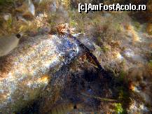 [P10] Minunata lume subacvatica » foto by marius.covaci
 - 
<span class="allrVoted glyphicon glyphicon-heart hidden" id="av176267"></span>
<a class="m-l-10 hidden" id="sv176267" onclick="voting_Foto_DelVot(,176267,16617)" role="button">șterge vot <span class="glyphicon glyphicon-remove"></span></a>
<a id="v9176267" class=" c-red"  onclick="voting_Foto_SetVot(176267)" role="button"><span class="glyphicon glyphicon-heart-empty"></span> <b>LIKE</b> = Votează poza</a> <img class="hidden"  id="f176267W9" src="/imagini/loader.gif" border="0" /><span class="AjErrMes hidden" id="e176267ErM"></span>
