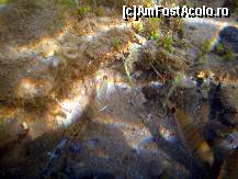 [P11] Minunata lume subacvatica » foto by marius.covaci
 - 
<span class="allrVoted glyphicon glyphicon-heart hidden" id="av176268"></span>
<a class="m-l-10 hidden" id="sv176268" onclick="voting_Foto_DelVot(,176268,16617)" role="button">șterge vot <span class="glyphicon glyphicon-remove"></span></a>
<a id="v9176268" class=" c-red"  onclick="voting_Foto_SetVot(176268)" role="button"><span class="glyphicon glyphicon-heart-empty"></span> <b>LIKE</b> = Votează poza</a> <img class="hidden"  id="f176268W9" src="/imagini/loader.gif" border="0" /><span class="AjErrMes hidden" id="e176268ErM"></span>