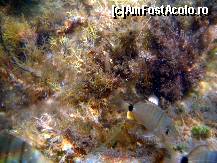 [P15] Minunata lume subacvatica » foto by marius.covaci
 - 
<span class="allrVoted glyphicon glyphicon-heart hidden" id="av176272"></span>
<a class="m-l-10 hidden" id="sv176272" onclick="voting_Foto_DelVot(,176272,16617)" role="button">șterge vot <span class="glyphicon glyphicon-remove"></span></a>
<a id="v9176272" class=" c-red"  onclick="voting_Foto_SetVot(176272)" role="button"><span class="glyphicon glyphicon-heart-empty"></span> <b>LIKE</b> = Votează poza</a> <img class="hidden"  id="f176272W9" src="/imagini/loader.gif" border="0" /><span class="AjErrMes hidden" id="e176272ErM"></span>