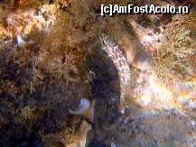 [P22] Minunata lume subacvatica » foto by marius.covaci
 - 
<span class="allrVoted glyphicon glyphicon-heart hidden" id="av176279"></span>
<a class="m-l-10 hidden" id="sv176279" onclick="voting_Foto_DelVot(,176279,16617)" role="button">șterge vot <span class="glyphicon glyphicon-remove"></span></a>
<a id="v9176279" class=" c-red"  onclick="voting_Foto_SetVot(176279)" role="button"><span class="glyphicon glyphicon-heart-empty"></span> <b>LIKE</b> = Votează poza</a> <img class="hidden"  id="f176279W9" src="/imagini/loader.gif" border="0" /><span class="AjErrMes hidden" id="e176279ErM"></span>