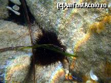 [P45] Minunata lume subacvatica - Arici de mare » foto by marius.covaci
 - 
<span class="allrVoted glyphicon glyphicon-heart hidden" id="av176306"></span>
<a class="m-l-10 hidden" id="sv176306" onclick="voting_Foto_DelVot(,176306,16617)" role="button">șterge vot <span class="glyphicon glyphicon-remove"></span></a>
<a id="v9176306" class=" c-red"  onclick="voting_Foto_SetVot(176306)" role="button"><span class="glyphicon glyphicon-heart-empty"></span> <b>LIKE</b> = Votează poza</a> <img class="hidden"  id="f176306W9" src="/imagini/loader.gif" border="0" /><span class="AjErrMes hidden" id="e176306ErM"></span>