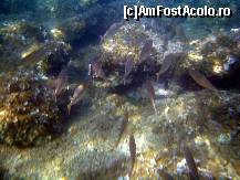 [P54] Minunata lume subacvatica » foto by marius.covaci
 - 
<span class="allrVoted glyphicon glyphicon-heart hidden" id="av176316"></span>
<a class="m-l-10 hidden" id="sv176316" onclick="voting_Foto_DelVot(,176316,16617)" role="button">șterge vot <span class="glyphicon glyphicon-remove"></span></a>
<a id="v9176316" class=" c-red"  onclick="voting_Foto_SetVot(176316)" role="button"><span class="glyphicon glyphicon-heart-empty"></span> <b>LIKE</b> = Votează poza</a> <img class="hidden"  id="f176316W9" src="/imagini/loader.gif" border="0" /><span class="AjErrMes hidden" id="e176316ErM"></span>