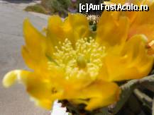 [P11] Floare de cactus » foto by androstef
 - 
<span class="allrVoted glyphicon glyphicon-heart hidden" id="av496956"></span>
<a class="m-l-10 hidden" id="sv496956" onclick="voting_Foto_DelVot(,496956,16617)" role="button">șterge vot <span class="glyphicon glyphicon-remove"></span></a>
<a id="v9496956" class=" c-red"  onclick="voting_Foto_SetVot(496956)" role="button"><span class="glyphicon glyphicon-heart-empty"></span> <b>LIKE</b> = Votează poza</a> <img class="hidden"  id="f496956W9" src="/imagini/loader.gif" border="0" /><span class="AjErrMes hidden" id="e496956ErM"></span>