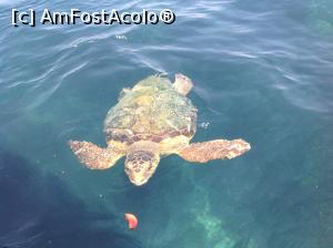 [P19] O testoasa Caretta Caretta vanand o bucata de rosie » foto by Bodobo
 - 
<span class="allrVoted glyphicon glyphicon-heart hidden" id="av953424"></span>
<a class="m-l-10 hidden" id="sv953424" onclick="voting_Foto_DelVot(,953424,16617)" role="button">șterge vot <span class="glyphicon glyphicon-remove"></span></a>
<a id="v9953424" class=" c-red"  onclick="voting_Foto_SetVot(953424)" role="button"><span class="glyphicon glyphicon-heart-empty"></span> <b>LIKE</b> = Votează poza</a> <img class="hidden"  id="f953424W9" src="/imagini/loader.gif" border="0" /><span class="AjErrMes hidden" id="e953424ErM"></span>