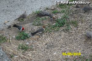 [P11] Hanauma Bay pasari cardinal » foto by delia58
 - 
<span class="allrVoted glyphicon glyphicon-heart hidden" id="av519705"></span>
<a class="m-l-10 hidden" id="sv519705" onclick="voting_Foto_DelVot(,519705,16658)" role="button">șterge vot <span class="glyphicon glyphicon-remove"></span></a>
<a id="v9519705" class=" c-red"  onclick="voting_Foto_SetVot(519705)" role="button"><span class="glyphicon glyphicon-heart-empty"></span> <b>LIKE</b> = Votează poza</a> <img class="hidden"  id="f519705W9" src="/imagini/loader.gif" border="0" /><span class="AjErrMes hidden" id="e519705ErM"></span>