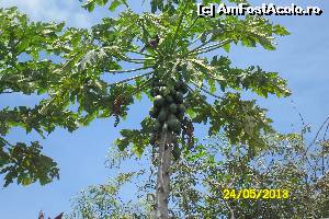 [P19] pom de papaya cu fructe » foto by delia58
 - 
<span class="allrVoted glyphicon glyphicon-heart hidden" id="av519715"></span>
<a class="m-l-10 hidden" id="sv519715" onclick="voting_Foto_DelVot(,519715,16658)" role="button">șterge vot <span class="glyphicon glyphicon-remove"></span></a>
<a id="v9519715" class=" c-red"  onclick="voting_Foto_SetVot(519715)" role="button"><span class="glyphicon glyphicon-heart-empty"></span> <b>LIKE</b> = Votează poza</a> <img class="hidden"  id="f519715W9" src="/imagini/loader.gif" border="0" /><span class="AjErrMes hidden" id="e519715ErM"></span>