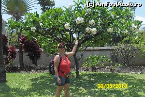 [P13] Waikiki pomi de plumeria » foto by delia58
 - 
<span class="allrVoted glyphicon glyphicon-heart hidden" id="av519793"></span>
<a class="m-l-10 hidden" id="sv519793" onclick="voting_Foto_DelVot(,519793,16658)" role="button">șterge vot <span class="glyphicon glyphicon-remove"></span></a>
<a id="v9519793" class=" c-red"  onclick="voting_Foto_SetVot(519793)" role="button"><span class="glyphicon glyphicon-heart-empty"></span> <b>LIKE</b> = Votează poza</a> <img class="hidden"  id="f519793W9" src="/imagini/loader.gif" border="0" /><span class="AjErrMes hidden" id="e519793ErM"></span>
