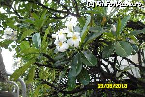 [P14] Waikiki florile de plumeria din care se fac ghirlande sau care se prind in par » foto by delia58
 - 
<span class="allrVoted glyphicon glyphicon-heart hidden" id="av519795"></span>
<a class="m-l-10 hidden" id="sv519795" onclick="voting_Foto_DelVot(,519795,16658)" role="button">șterge vot <span class="glyphicon glyphicon-remove"></span></a>
<a id="v9519795" class=" c-red"  onclick="voting_Foto_SetVot(519795)" role="button"><span class="glyphicon glyphicon-heart-empty"></span> <b>LIKE</b> = Votează poza</a> <img class="hidden"  id="f519795W9" src="/imagini/loader.gif" border="0" /><span class="AjErrMes hidden" id="e519795ErM"></span>