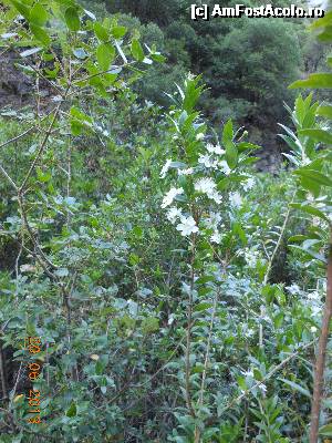 [P22] Cascada Dimosari - Spre cascadă.  » foto by iulianic
 - 
<span class="allrVoted glyphicon glyphicon-heart hidden" id="av497166"></span>
<a class="m-l-10 hidden" id="sv497166" onclick="voting_Foto_DelVot(,497166,16678)" role="button">șterge vot <span class="glyphicon glyphicon-remove"></span></a>
<a id="v9497166" class=" c-red"  onclick="voting_Foto_SetVot(497166)" role="button"><span class="glyphicon glyphicon-heart-empty"></span> <b>LIKE</b> = Votează poza</a> <img class="hidden"  id="f497166W9" src="/imagini/loader.gif" border="0" /><span class="AjErrMes hidden" id="e497166ErM"></span>