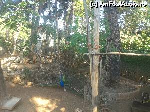 [P09] La minigrădina zoologică a Mânăstirii Faneromeni » foto by costy69*
 - 
<span class="allrVoted glyphicon glyphicon-heart hidden" id="av656987"></span>
<a class="m-l-10 hidden" id="sv656987" onclick="voting_Foto_DelVot(,656987,16678)" role="button">șterge vot <span class="glyphicon glyphicon-remove"></span></a>
<a id="v9656987" class=" c-red"  onclick="voting_Foto_SetVot(656987)" role="button"><span class="glyphicon glyphicon-heart-empty"></span> <b>LIKE</b> = Votează poza</a> <img class="hidden"  id="f656987W9" src="/imagini/loader.gif" border="0" /><span class="AjErrMes hidden" id="e656987ErM"></span>