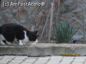 [P13] este cerut si bine primit suplimentul » foto by elviramvio
 - 
<span class="allrVoted glyphicon glyphicon-heart hidden" id="av723749"></span>
<a class="m-l-10 hidden" id="sv723749" onclick="voting_Foto_DelVot(,723749,16684)" role="button">șterge vot <span class="glyphicon glyphicon-remove"></span></a>
<a id="v9723749" class=" c-red"  onclick="voting_Foto_SetVot(723749)" role="button"><span class="glyphicon glyphicon-heart-empty"></span> <b>LIKE</b> = Votează poza</a> <img class="hidden"  id="f723749W9" src="/imagini/loader.gif" border="0" /><span class="AjErrMes hidden" id="e723749ErM"></span>