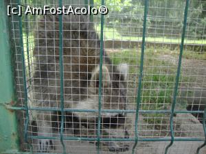 [P33] Un raton avea traseu de parcurs, nu glumă!  » foto by Floryn81
 - 
<span class="allrVoted glyphicon glyphicon-heart hidden" id="av754181"></span>
<a class="m-l-10 hidden" id="sv754181" onclick="voting_Foto_DelVot(,754181,16883)" role="button">șterge vot <span class="glyphicon glyphicon-remove"></span></a>
<a id="v9754181" class=" c-red"  onclick="voting_Foto_SetVot(754181)" role="button"><span class="glyphicon glyphicon-heart-empty"></span> <b>LIKE</b> = Votează poza</a> <img class="hidden"  id="f754181W9" src="/imagini/loader.gif" border="0" /><span class="AjErrMes hidden" id="e754181ErM"></span>