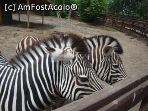 [P36] Două zebre prietenoase au venit la gard să facem cunoștință.  » foto by Floryn81
 - 
<span class="allrVoted glyphicon glyphicon-heart hidden" id="av754185"></span>
<a class="m-l-10 hidden" id="sv754185" onclick="voting_Foto_DelVot(,754185,16883)" role="button">șterge vot <span class="glyphicon glyphicon-remove"></span></a>
<a id="v9754185" class=" c-red"  onclick="voting_Foto_SetVot(754185)" role="button"><span class="glyphicon glyphicon-heart-empty"></span> <b>LIKE</b> = Votează poza</a> <img class="hidden"  id="f754185W9" src="/imagini/loader.gif" border="0" /><span class="AjErrMes hidden" id="e754185ErM"></span>