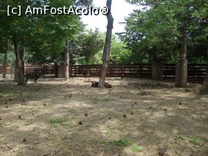 [P40] Iată unul dintre cele mai mari țarcuri din Microrezervație. Adevărul este că animalele au condiții destul de bune, din ceea ce am putut vedea noi.  » foto by Floryn81
 - 
<span class="allrVoted glyphicon glyphicon-heart hidden" id="av754190"></span>
<a class="m-l-10 hidden" id="sv754190" onclick="voting_Foto_DelVot(,754190,16883)" role="button">șterge vot <span class="glyphicon glyphicon-remove"></span></a>
<a id="v9754190" class=" c-red"  onclick="voting_Foto_SetVot(754190)" role="button"><span class="glyphicon glyphicon-heart-empty"></span> <b>LIKE</b> = Votează poza</a> <img class="hidden"  id="f754190W9" src="/imagini/loader.gif" border="0" /><span class="AjErrMes hidden" id="e754190ErM"></span>