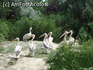 [P43] Iată și gașca pelicanilor!  » foto by Floryn81
 - 
<span class="allrVoted glyphicon glyphicon-heart hidden" id="av754194"></span>
<a class="m-l-10 hidden" id="sv754194" onclick="voting_Foto_DelVot(,754194,16883)" role="button">șterge vot <span class="glyphicon glyphicon-remove"></span></a>
<a id="v9754194" class=" c-red"  onclick="voting_Foto_SetVot(754194)" role="button"><span class="glyphicon glyphicon-heart-empty"></span> <b>LIKE</b> = Votează poza</a> <img class="hidden"  id="f754194W9" src="/imagini/loader.gif" border="0" /><span class="AjErrMes hidden" id="e754194ErM"></span>