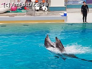 [P19] Delfinii au înotat îmbrățișați.  » foto by Floryn81
 - 
<span class="allrVoted glyphicon glyphicon-heart hidden" id="av994108"></span>
<a class="m-l-10 hidden" id="sv994108" onclick="voting_Foto_DelVot(,994108,16883)" role="button">șterge vot <span class="glyphicon glyphicon-remove"></span></a>
<a id="v9994108" class=" c-red"  onclick="voting_Foto_SetVot(994108)" role="button"><span class="glyphicon glyphicon-heart-empty"></span> <b>LIKE</b> = Votează poza</a> <img class="hidden"  id="f994108W9" src="/imagini/loader.gif" border="0" /><span class="AjErrMes hidden" id="e994108ErM"></span>